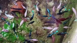 Betta fish lover - Countryside life