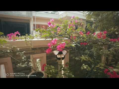 Huawei P40 Pro Super Slow Motion 7680 FPS Butterfly