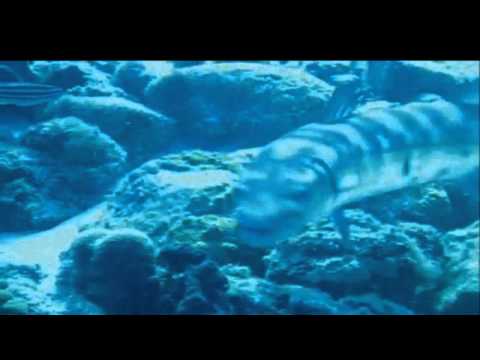 Video thumbnail for Barracuda