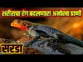 शरीराचा रंग बदलणारा अनोखा प्राणी | SARDA | lizard in marathi | s