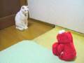 エルモとにゃ 　その２