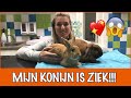 Het konijn en zijn gebit | DierenpraatTV