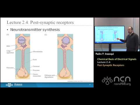 nanoHUB-U Bioelectricity L2.4: Chemical Basis - Post-Synaptic Receptors