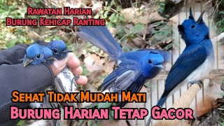 Download lagu Rawatan Harian Burung Kehicap Ranting Bahan Agar Cepat Gacor , Jinak , Sehat dan Tidak Mudah Mati mp3 Download lagu Rawatan Harian Burung Kehicap Ranting Bahan Agar Cepat Gacor , Jinak , Sehat dan Tidak Mudah Mati mp3
