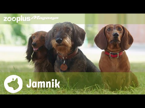 🐾 Portret jamnika: Wszystko, co musisz wiedzieć o tej kultowej rasie | zooplus.pl
