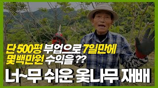 단 500평 부업으로 7일만에 몇백만원 수익을 내는 너~무 쉬운 옻나무 재배 (옻닭 제대로 먹는 방법, 옻꽃…
