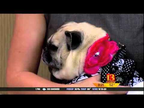 Sophisticated Pup on Channel 13 Indianapolis
