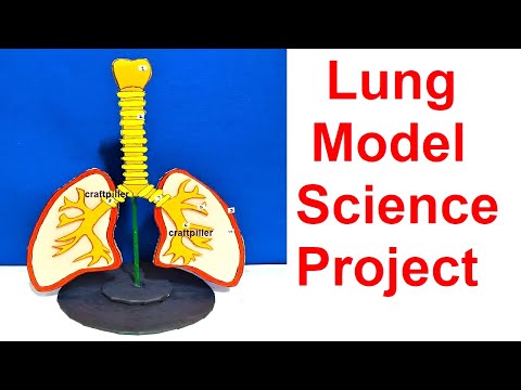 human respiratory system working model 3D for school science project lungs working howtofunda