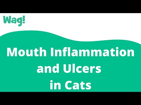 Mouth Inflammation and Ulcers in Cats | Wag!