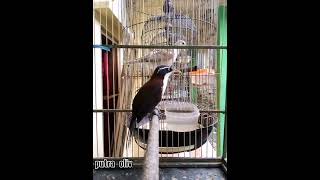Download lagu suara burung kopi kopi/bongkrek jantan gacor cocok untuk pancingan sekaligus masteran mp3 Download lagu suara burung kopi kopi/bongkrek jantan gacor cocok untuk pancingan sekaligus masteran mp3