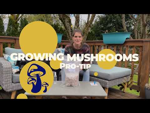 Pro Tips for your Myterra Labs Mushroom Grow Kit 🍄🌱