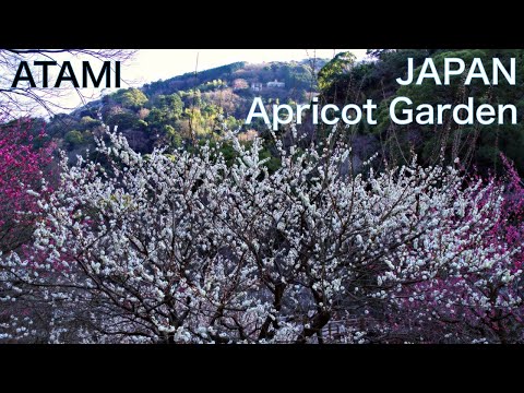 【ATAMI, JAPAN】Walk in Atami Japanese apricot Garden　Atami is famous Onsen resort near Tokyo