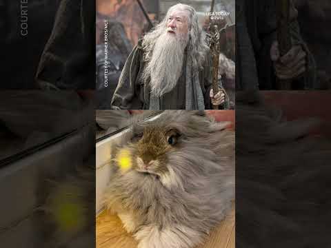 This fluffy bunny stole guests' hearts at a rabbit yoga class