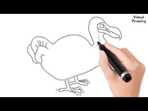 Dodo Bird Drawing Easy, How To Draw A Dodo Bird Flying...