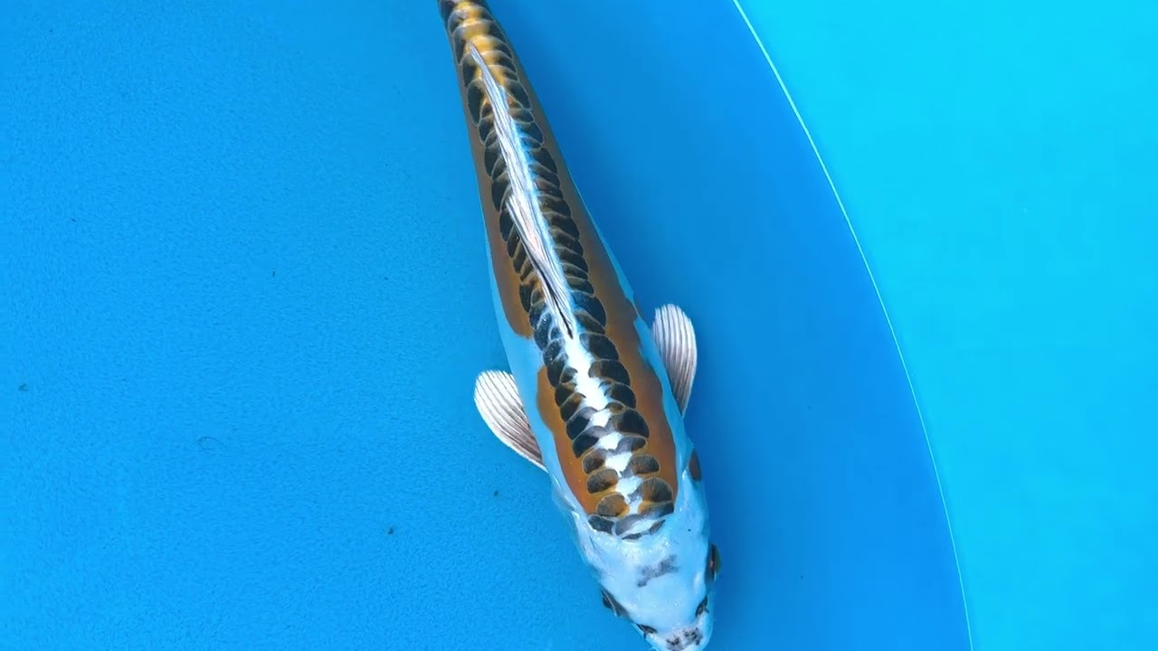 Aokiya Doitsu Kujaku (Aok16)