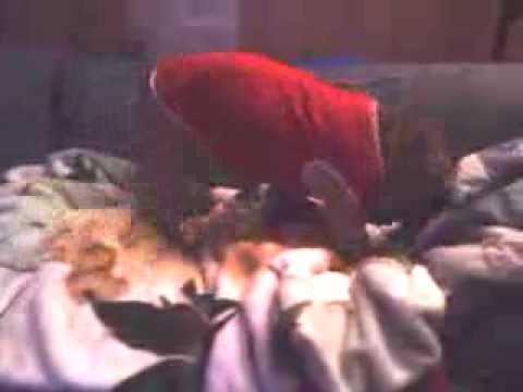 3 Legged Pitbull (Silvio fluffs his blanket.)