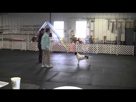 Daisy Top Dog Match Show