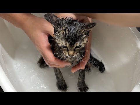 목욕시켜서 개빡친 고양이