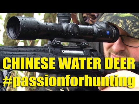 Stalking Chinese Water Deer Stalking Chinese Water Deer