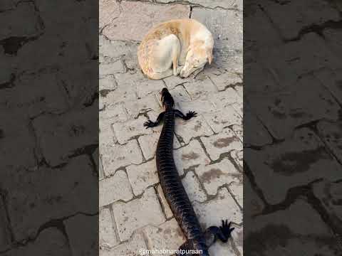 OMG! Mysterious Lizard Approaches Sleeping Dog🦎 #shorts #trending