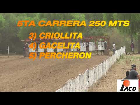 PERCHERON DON NICO 31 10 2021