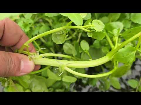 HOW TO GROW HYDROPONIC CRESS