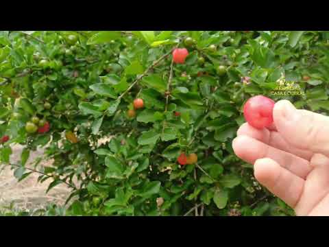 2 ALQUE  950.000,000 ENTRE ARAGOIÂNIA E VARJÃO GO Chama no Zap 62 981414270 Aceita 50%IMÓVEIS