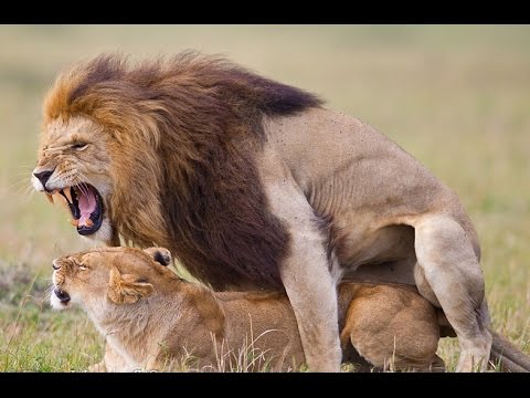 Wild-Animals-Mating-2015- -Lion-Mating-Compilation-2015-HD- Mp4 3GP Video &  Mp3 Download unlimited Videos Download 