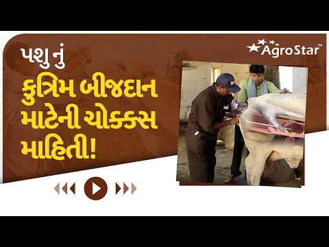 જાણો ક્યારે કરાવવું જોઇએ બીજદાન