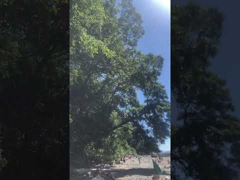 UBC university 🙏♥️Vancouver