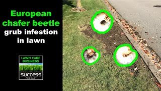 European chafer beetle grub infestation in lawn!