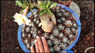 Corao de me de Rosa do deserto no se engana . Siga sua intuio!