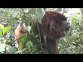 Hear a male howler monkey roar