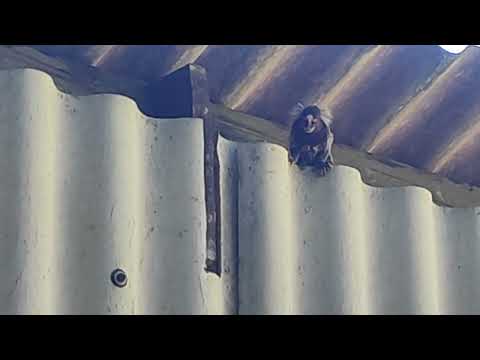 Visitas ,Ilustres!! ❤️🙏