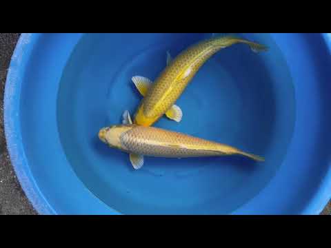 HQ Female Izumiya Yamabuki Duo November Harvest 2021 (1)