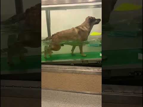 Druhá šanca pre Dobbyho zdravie