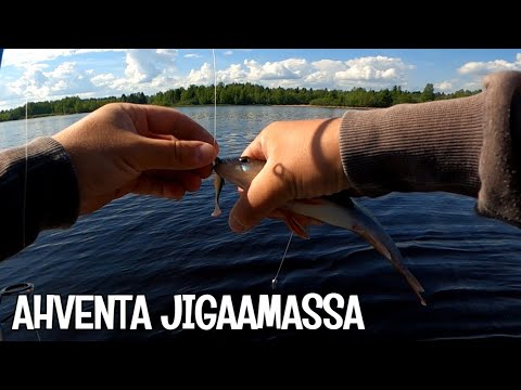 AHVENEN JIGAUSTA - LMAB BLEAK SHAD 6 CM - PERINTEINEN TYYLI VS. DROP SHOT JIGAUS