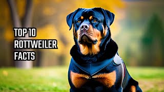 Rottweiler - Top 10 Facts