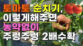토마토 나만몰랐던 평생 공짜로 주렁주렁 키워먹는법 이것이 제일 중요 - 토마토재배 토마토키우기