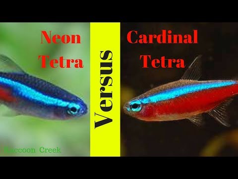 electric yellow vs red zebra cichlid