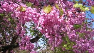 ירון איש שלום - Barbara Allen