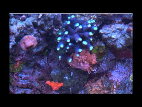 Floating Brain - My soul mate - TIME FOR LSD - 2013/unrl.