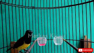 Download lagu CUKUP 1 MENIT!! SOGON MANAPUN BAKALAN IKUT BUNYI DAN GACOR mp3