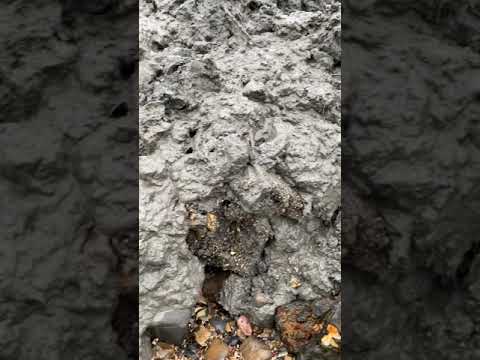 Coastal erosion in action - mudslide in Dorset