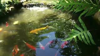 Japanese Garden Music for Meditation – Peaceful Koto & Shakuhachi Flute with Birdsong