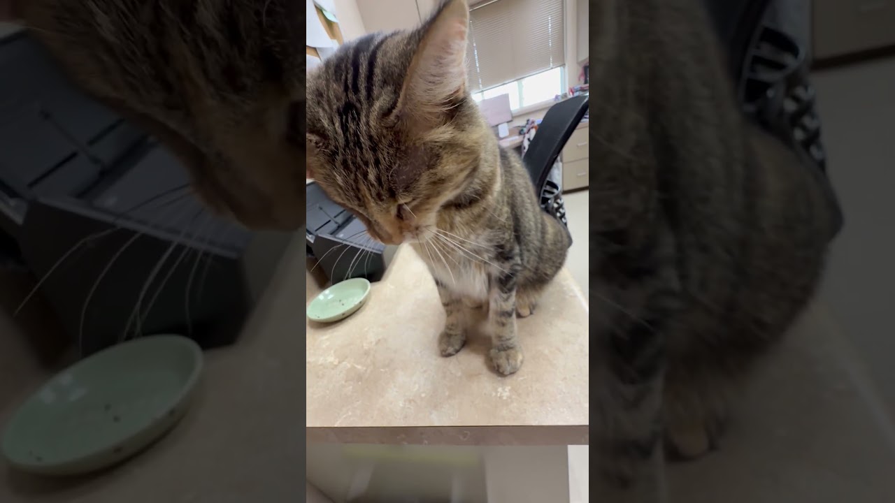 Enlarge Maddie - friendly adorable tabico girl, a Adoptable Tabby in Neenah, WI video 5/5