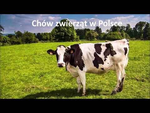 3.3 Chów zwierząt w Polsce