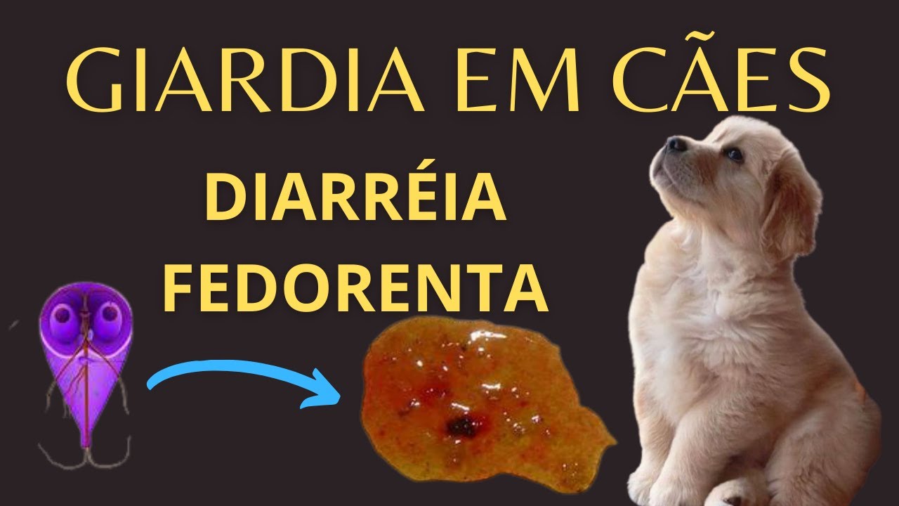 GIARDÍASE CANINA! TE EXPLICO TUDO! ZOONOSE!