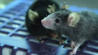 Difficult People: Age-Accelerating Effects Explored