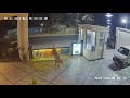 LION IN JUNAGADH BELLEVUE SAROVAR PORTICO LION IN HOTEL GIRNAR FOREST SAVE ASIATIC LION GIR